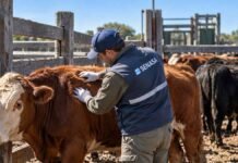 Garrapata bovina: qué controles exige SENASA antes de mover hacienda hacia zonas libres Técnico inspeccionando un bovino para detectar garrapatas antes del movimiento de hacienda, en el marco de los controles sanitarios del SENASA.