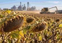 Girasol: con una producción mundial récord en camino, el Mar Negro todavía sostiene la ventaja argentina Cultivo de girasol maduro en plena cosecha, en un escenario de mayor producción mundial y nuevas oportunidades para las exportaciones argentinas.