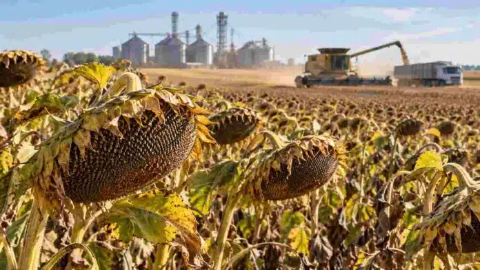 girasol-produccion-mundial-exportaciones-ruralnet Cultivo de girasol maduro en plena cosecha, en un escenario de mayor producción mundial y nuevas oportunidades para las exportaciones argentinas.