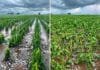 El agua llegó con fuerza: hasta 80 mm en Entre Ríos y granizo severo en Santa Fe y Córdoba Lotes de maíz dañados por granizo, con plantas afectadas y acumulación de piedras de hielo tras una tormenta intensa.