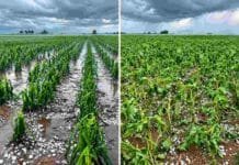 El agua llegó con fuerza: hasta 80 mm en Entre Ríos y granizo severo en Santa Fe y Córdoba Lotes de maíz dañados por granizo, con plantas afectadas y acumulación de piedras de hielo tras una tormenta intensa.
