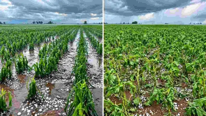 Lotes de maíz dañados por granizo, con plantas afectadas y acumulación de piedras de hielo tras una tormenta intensa.