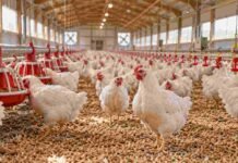 Newcastle en Brasil: SENASA restringe una zona de Santa Catarina y mantiene el comercio avícola Interior de una granja avícola con pollos, comederos y bebederos, en una imagen ilustrativa de las medidas de bioseguridad frente a la enfermedad de Newcastle.