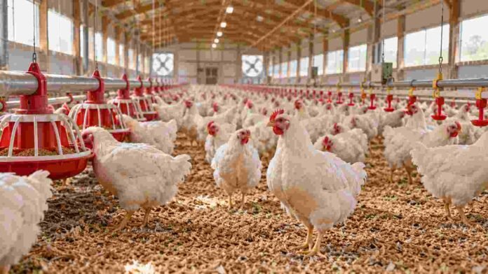 Interior de una granja avícola con pollos, comederos y bebederos, en una imagen ilustrativa de las medidas de bioseguridad frente a la enfermedad de Newcastle.