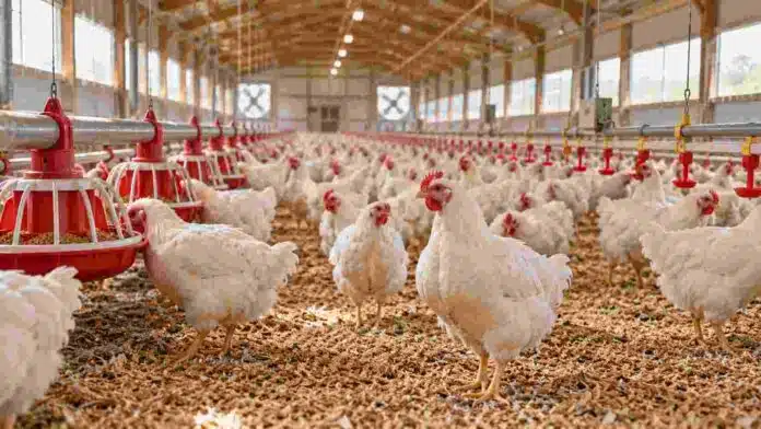 Interior de una granja avícola con pollos, comederos y bebederos, en una imagen ilustrativa de las medidas de bioseguridad frente a la enfermedad de Newcastle.
