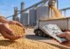 Retenciones cero por ley y granos pagados en dólares: el pedido de la Rural de Rosario al Congreso Granos en primer plano junto a dólares y una terminal de acopio, en una imagen vinculada al reclamo para cobrar cereales en la moneda en que cotizan.