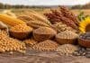 Rosario cierra la semana con bajas en soja y maíz y más negocios en trigo nuevo Soja, maíz, trigo, cebada, sorgo y girasol reunidos en una composición horizontal para ilustrar el mercado de granos.