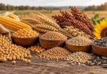 Rosario cierra la semana con bajas en soja y maíz y más negocios en trigo nuevo Soja, maíz, trigo, cebada, sorgo y girasol reunidos en una composición horizontal para ilustrar el mercado de granos.