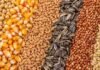 Granos: soja resiste la baja de Chicago, el maíz cede y el girasol mejora para la nueva cosecha Soja, maíz, trigo, girasol, sorgo y cebada dispuestos en franjas para ilustrar el mercado de granos.