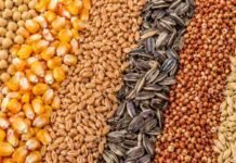 Granos: soja resiste la baja de Chicago, el maíz cede y el girasol mejora para la nueva cosecha Soja, maíz, trigo, girasol, sorgo y cebada dispuestos en franjas para ilustrar el mercado de granos.