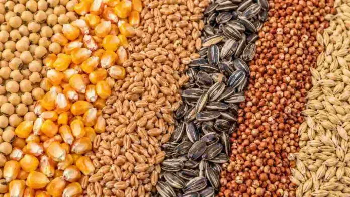 Soja, maíz, trigo, girasol, sorgo y cebada dispuestos en franjas para ilustrar el mercado de granos.
