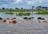 Crecida del Paraná: Santa Fe ya retiró más del 70% de la hacienda expuesta en las islas Bovinos nadando entre zonas inundadas de las islas de Santa Fe durante la crecida del río Paraná.
