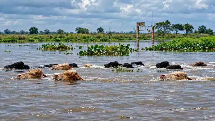 hacienda-islas-santa-fe-crecida-parana-ruralnet Bovinos nadando entre zonas inundadas de las islas de Santa Fe durante la crecida del río Paraná.