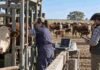 Ganadería: con IATF lograron más del 80% de preñez en los primeros 27 días de servicio Veterinaria trabaja con un bovino en una manga mientras otro profesional registra datos reproductivos del rodeo, en una jornada de manejo ganadero.