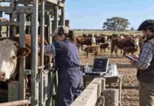 Ganadería: con IATF lograron más del 80% de preñez en los primeros 27 días de servicio Veterinaria trabaja con un bovino en una manga mientras otro profesional registra datos reproductivos del rodeo, en una jornada de manejo ganadero.