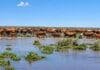 Río Uruguay: ganaderos trasladan hacienda ante el riesgo de campos inundados y caminos cortados