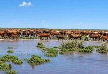 Río Uruguay: ganaderos trasladan hacienda ante el riesgo de campos inundados y caminos cortados