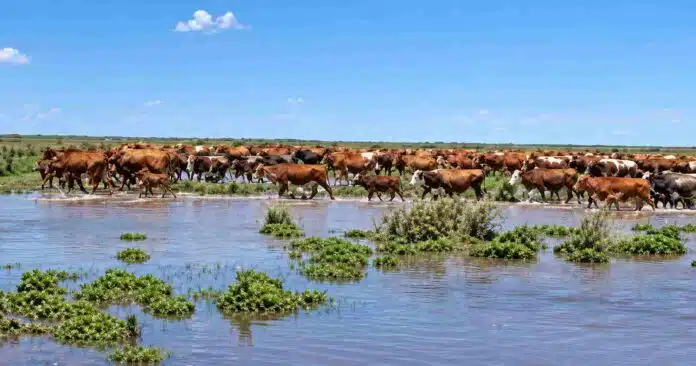 inundacion en el litoral 2026