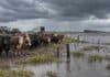 El Niño e inundaciones: arman una red de ayuda y piden alivio fiscal por la venta de hacienda