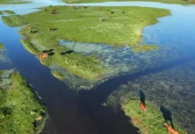 El Niño e inundaciones: ya trasladaron 147.500 animales y los movimientos crecieron 102% Vista aérea de bovinos sobre sectores elevados de un campo inundado en Corrientes, con amplias superficies cubiertas de agua.