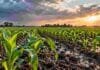 Más agua no alcanza: el INTA advierte qué nutrientes pueden limitar los rindes en una campaña húmeda Cultivo de maíz con buena disponibilidad de agua tras las lluvias, en una imagen ilustrativa de la importancia de una nutrición adecuada para potenciar los rindes.