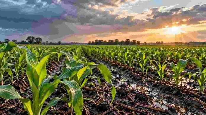 Cultivo de maíz con buena disponibilidad de agua tras las lluvias, en una imagen ilustrativa de la importancia de una nutrición adecuada para potenciar los rindes.
