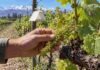 Lobesia botrana: Mendoza activa la primera alerta y fija fechas para tratar los viñedos Productor inspeccionando racimos florales en un viñedo de Mendoza ante la primera alerta para el control de Lobesia botrana.