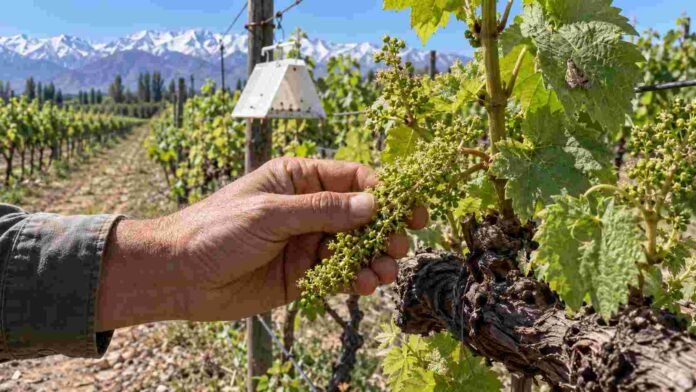 Productor inspeccionando racimos florales en un viñedo de Mendoza ante la primera alerta para el control de Lobesia botrana.