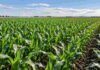 Maíz en San Luis: subir la densidad sumó 1.583 kg/ha en una campaña favorable Lote de maíz en San Luis con alta densidad de plantas, en una imagen que ilustra el efecto de la población sobre el rendimiento del cultivo.