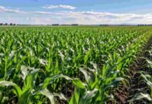 Maíz en San Luis: subir la densidad sumó 1.583 kg/ha en una campaña favorable Lote de maíz en San Luis con alta densidad de plantas, en una imagen que ilustra el efecto de la población sobre el rendimiento del cultivo.