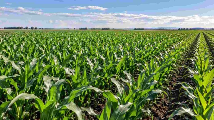maiz-densidad-siembra-san-luis-rendimiento Lote de maíz en San Luis con alta densidad de plantas, en una imagen que ilustra el efecto de la población sobre el rendimiento del cultivo.
