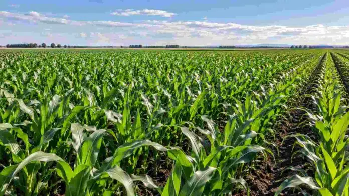 maiz-densidad-siembra-san-luis-rendimiento Lote de maíz en San Luis con alta densidad de plantas, en una imagen que ilustra el efecto de la población sobre el rendimiento del cultivo.