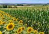 Maíz y girasol: las lluvias demoran la siembra y preocupan las heladas Lotes de maíz y girasol en desarrollo, dispuestos en franjas contiguas dentro de un paisaje agrícola.