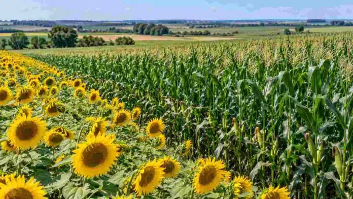 maiz-girasol-cultivos-agricolas-ruralnet Lotes de maíz y girasol en desarrollo, dispuestos en franjas contiguas dentro de un paisaje agrícola.