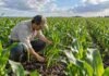 Maíz: más agua eleva el potencial, pero obliga a ajustar el manejo para capturar rendimiento Productor inspeccionando un lote de maíz en desarrollo para evaluar el estado del cultivo y ajustar decisiones de manejo.