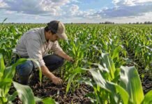 Maíz: más agua eleva el potencial, pero obliga a ajustar el manejo para capturar rendimiento Productor inspeccionando un lote de maíz en desarrollo para evaluar el estado del cultivo y ajustar decisiones de manejo.