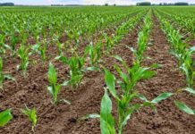 Maíz: la siembra alcanza el 39,8% del área proyectada Plantas jóvenes de maíz implantadas en hileras sobre un lote agrícola durante las primeras etapas del cultivo.