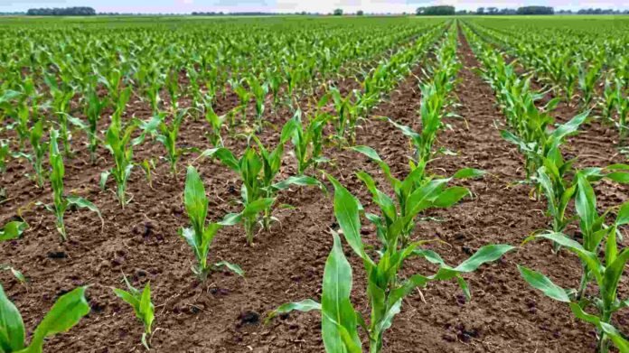 maiz-temprano-implantacion-lote-ruralnet Plantas jóvenes de maíz implantadas en hileras sobre un lote agrícola durante las primeras etapas del cultivo.