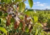 Yerba mate: el INTA alerta por el mal de la tela y explica cómo detectar la enfermedad antes de que avance Rama de yerba mate con hojas secas y filamentos blanquecinos que ilustran los síntomas del mal de la tela, enfermedad que afecta a los yerbales.