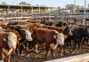Mercado Agroganadero: los precios definitivos del 28 de octubre Novillitos Angus y Hereford en corrales de comercialización de hacienda, ilustrando los precios del Mercado Agroganadero del 28 de octubre de 2026.