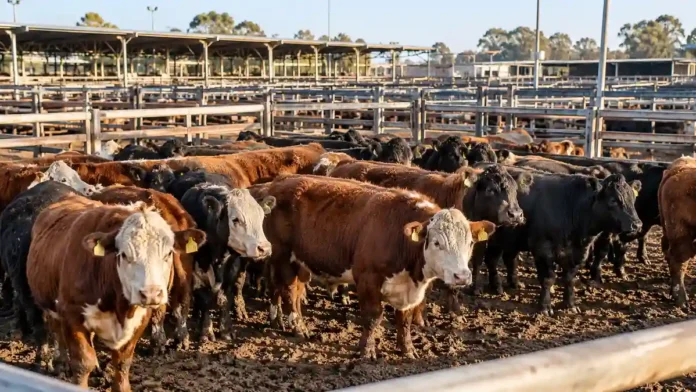 Novillitos Angus y Hereford en corrales de comercialización de hacienda, ilustrando los precios del Mercado Agroganadero del 28 de octubre de 2026.