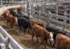 Mercado Agroganadero del 30 de octubre: los precios de novillos, novillitos, vacas y vaquillonas Bovinos Angus y Hereford avanzan por una manga de corrales de comercialización, ilustrando los precios de la hacienda en el Mercado Agroganadero de Cañuelas del 30 de octubre de 2026.