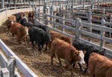 Mercado Agroganadero del 30 de octubre: los precios de novillos, novillitos, vacas y vaquillonas Bovinos Angus y Hereford avanzan por una manga de corrales de comercialización, ilustrando los precios de la hacienda en el Mercado Agroganadero de Cañuelas del 30 de octubre de 2026.