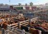 MAG: la oferta bajó a 7.197 cabezas y los novillitos lideraron con $4.184 por kilo Hacienda bovina en los corrales del Mercado Agroganadero durante una jornada de comercialización.
