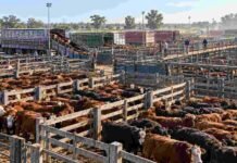 MAG: la oferta bajó a 7.197 cabezas y los novillitos lideraron con $4.184 por kilo Hacienda bovina en los corrales del Mercado Agroganadero durante una jornada de comercialización.
