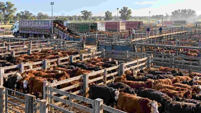 Hacienda bovina en los corrales del Mercado Agroganadero durante una jornada de comercialización.