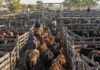 Precios de la hacienda: cómo cerró el Mercado Agroganadero este martes 13 de octubre