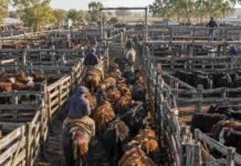 Precios de la hacienda: cómo cerró el Mercado Agroganadero este martes 13 de octubre