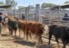 Mercado Agroganadero: 7.982 cabezas y máximos de $5.200 este miércoles Hacienda vacuna avanzando por los corrales del Mercado Agroganadero durante una jornada de comercialización.