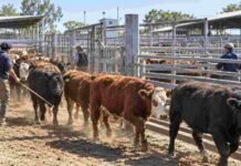 Mercado Agroganadero: 7.982 cabezas y máximos de $5.200 este miércoles Hacienda vacuna avanzando por los corrales del Mercado Agroganadero durante una jornada de comercialización.